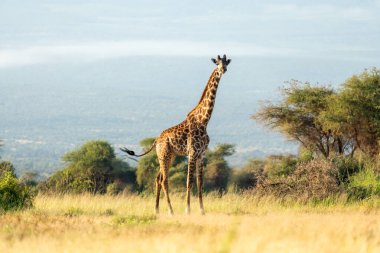 Vahşi doğada zürafa. Savanadaki ağaçların arasında bir zürafa dolaşıyor. Güzel Afrika manzarası. Masai Mara kenya.