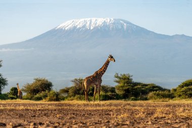 Vahşi hayvanlar ve dağlarla dolu güzel Afrika manzarası. Arka planda Kilimanjaro Dağı olan zürafa ve akasya ağaçları