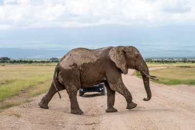 Afrika'da bir safari sırasında bir off road araca giden bir fil