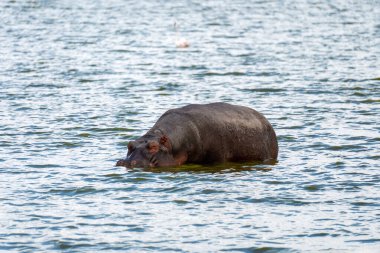 The hippopotamus is sitting in the blue water. African animals in the wild. clipart