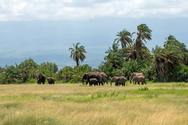 Afrika savana filler ailesi. amboseli, kenya, Afrika Safari