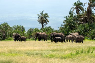 Bir Afrika fili ailesi çamurda yıkanır. Tsavo Doğu Ulusal Parkı 'ndaki fil. Kenya.