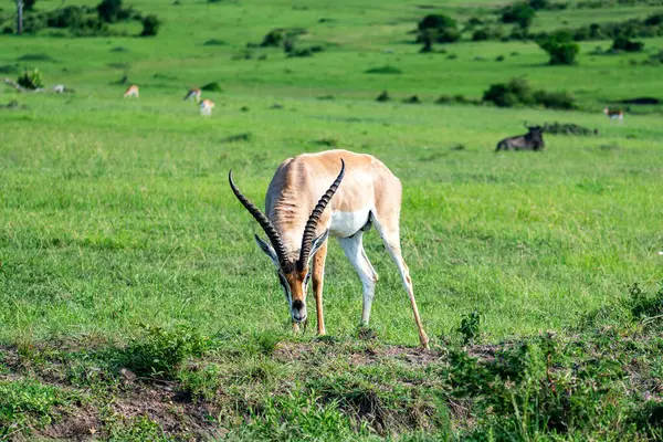 stock image TOPI - Damaliscus lunatus jimela is a subspecies of topi, and is usually just called a topi.