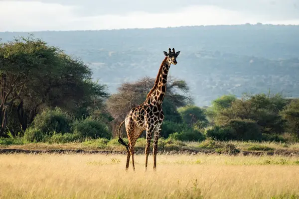 giraffe in the wild. A giraffe walks among the trees in the savannah. Beautiful African landscape. Masai Mara kenya.