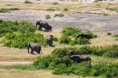 Afrika filleri Kenya 'daki Amboseli Ulusal Parkı' ndaki kuru göl yatağının üzerinde tek sıra halinde yürüyorlar..