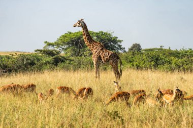 Güney Tanzanya 'daki Nyerere Ulusal Parkı' nda (Selous Game Reserve) dişi bir Masai zürafası ve impala. Masai zürafası IUCN tarafından tehlike altında olarak listelendi..
