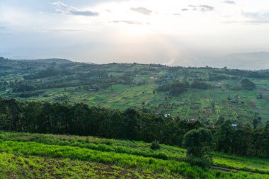 Büyük Rift Vadisi 'ne bakan Batı Kenya dağlık arazilerindeki Karoit yakınlarında geniş bir tarla manzarası. Ön plandaki çalılar. Kenya, Afrika. Kamelya Sinensis.