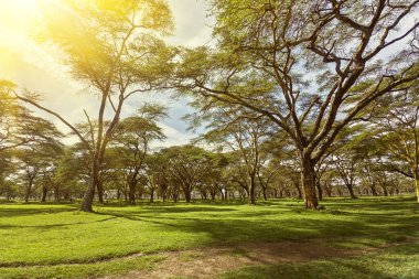 Akasya ağaçları ve güzel Afrika savanası Ngorongoro Ulusal Parkı, Tanzanya