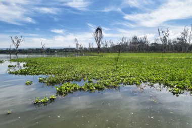 water hyacinth on Lake naivasha clipart