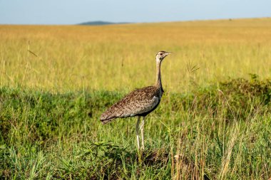 Yetişkin kadın Macqueen Bustard (Clamydotis macquenii), ayrıca Asyalı Houbara Bustard olarak da bilinir. Uzun kuru çimlerin üzerinde duran halkalı kuşun yan görüntüsü