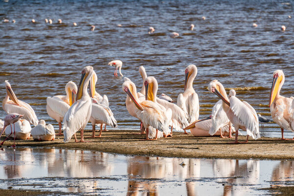 A scoop of pelicans on the coast of Lake Nakuru, Kenya