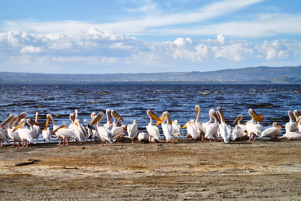 The Great White Pelicans at Lake Nakuru National Park
