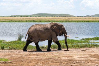 Amboseli Ulusal Parkı Kenya Afrika 'da bataklıkta dolaşan bir fil.