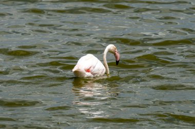 Pembe flamingo gölette yüzüyor.