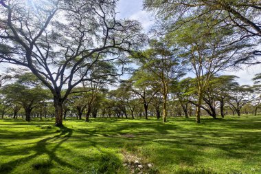 Akasya ağaçları ve güzel Afrika savanası Ngorongoro Ulusal Parkı, Tanzanya