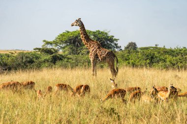 Güney Tanzanya 'daki Nyerere Ulusal Parkı' nda (Selous Game Reserve) dişi bir Masai zürafası ve impala. Masai zürafası IUCN tarafından tehlike altında olarak listelendi..