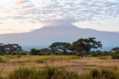Kilimanjaro güneşli bir günde. Kilimanjaro 'nun tepesindeki buzullar bulutların arasında. güzel Afrika manzarası.