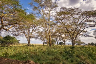 Doğu Afrika 'nın Tanzanya bölgesindeki Serengeti vahşi yaşam alanında Afrika savanı ağacı. Afrika safari sahnesi Savannah manzarasında gün batımında pembe gökyüzü.