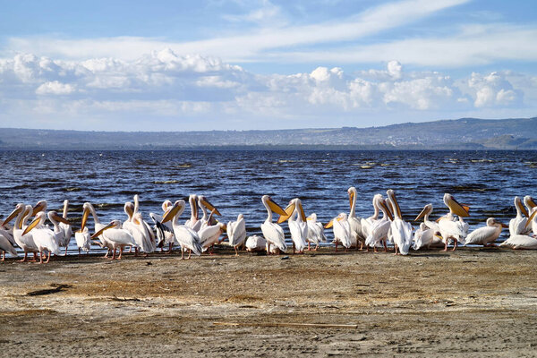 The Great White Pelicans at Lake Nakuru National Park