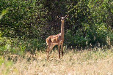 Afrika, Kenya, Samburu Ulusal Rezervi, Kadın Gerenuk (Litocranius Walleri)