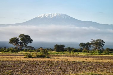 Amboseli 'deki Kilimanjaro Dağı' nın tepesinde kar var. Karla kaplı Kilimanjaro volkanının zirvesi