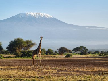 Vahşi hayvanlar ve dağlarla dolu güzel Afrika manzarası. Arka planda Kilimanjaro Dağı olan zürafa ve akasya ağaçları