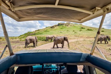 Vahşi doğada açık çatılı bir aracın içindeki hayvanları izliyordum. Safari arabasının içinden Afrika savanasının manzarası.