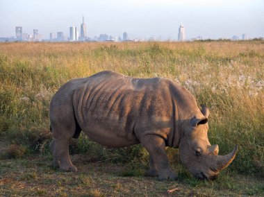 Gergedan sabahın erken saatlerinde Kenya, Nairobi Ulusal Parkı 'nda. Bir gergedan Nairobi şehrinin arka planına karşı yolda yürüyor.