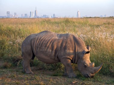Rhino early in the morning in Nairobi National Park, Kenya. A rhinoceros walks along the road against the backdrop of the city of Nairobi. clipart