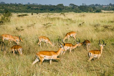 Karoo Ulusal Parkı 'nın çim ovasındaki Büyük Kudu dişi sürüsü. Güney Afrika 'da Beaufort Batı.