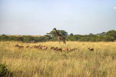 Nubian Giraffe, Giraffa camelopardalis camelopardalis, male, Critically endangered animal. On plains at Masai Mara National Reserve, Kenya, East Africa. clipart