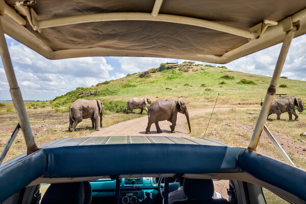 watching animals in the wild inside a vehicle with an open roof. View of the African savannah from inside the safari car.