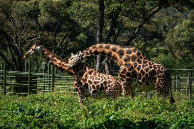 Zürafalar çiftlikte ve zürafa merkezinde. Kenya. Nairobi. Hayvan çiftleşme oyunları. Vahşi doğada zürafalar.