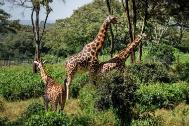 Zürafalar çiftlikte ve zürafa merkezinde. Kenya. Nairobi. Hayvan çiftleşme oyunları. Vahşi doğada zürafalar.