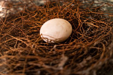 Yumurtalı kuş yuvası. Kahverengi saman yuvasında beyaz bir kuş yumurtası..