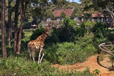 Zürafa ormanda ağaçların arasındaki zürafa köşkünün arka planında yürüyor. Kenya, Nairobi 'nin simgesi..