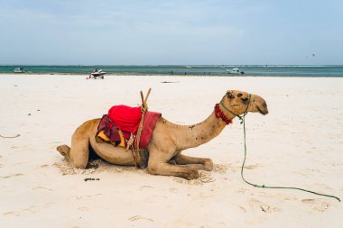 Afrika, Kenya 'da, Galu Sahili' nde, Diani Sahili 'ndeki beyaz kumsalda oturan deve.