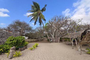 Afrika 'nın küçük bir köyünün yanında kocaman bir baobab ağacı..