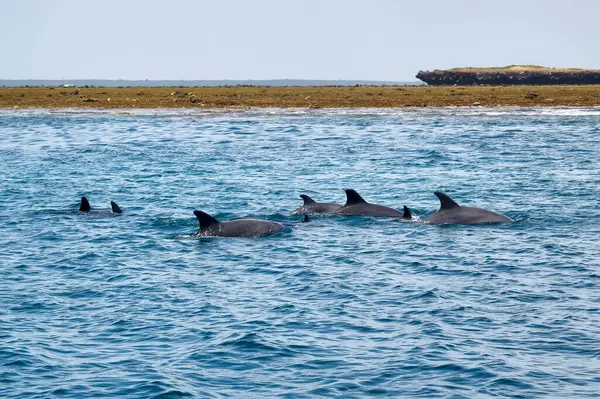 Een Groep Dolfijnen Voor Kust Van Muscat Oman Stockfoto