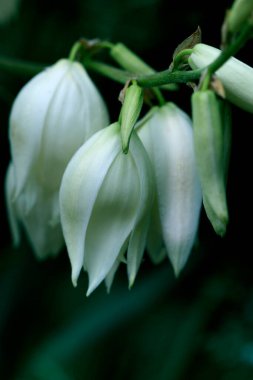 Dekoratif yucca bitki. yucca çiçekler. Çiçek açan Yucca bush. Yucca çalıların bloom. Bahçe Tema.