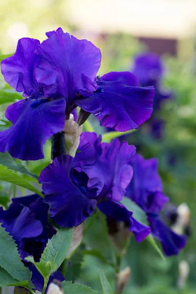 Lila Blüten Iris Aus Nächster Nähe Auf Einem Natürlichen Hintergrund — Stockfoto