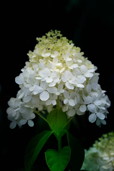 Nahaufnahme Weißer Hortensienblüten Als Hintergrund Weiße Hortensien Blühen Hortensie Flora — Stockfoto