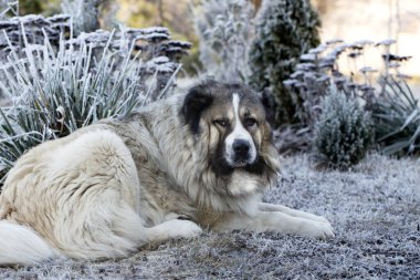 Yetişkin Kafkas Çoban Köpeği. Kışın Kafkas çoban köpeği