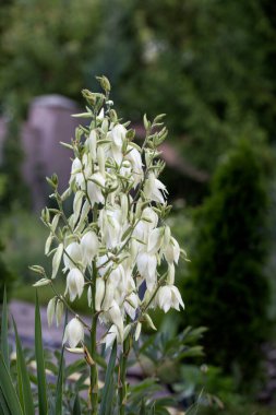 Dekoratif yucca bitki. yucca çiçekler. Çiçek açan Yucca bush. Yucca çalıların bloom. Bahçe Tema.