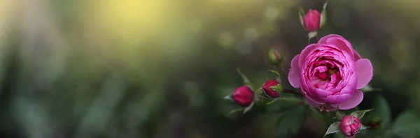 Цветущие Цветы Заднем Плане Заголовок Розы Летний Природный Фон Розами — стоковое фото