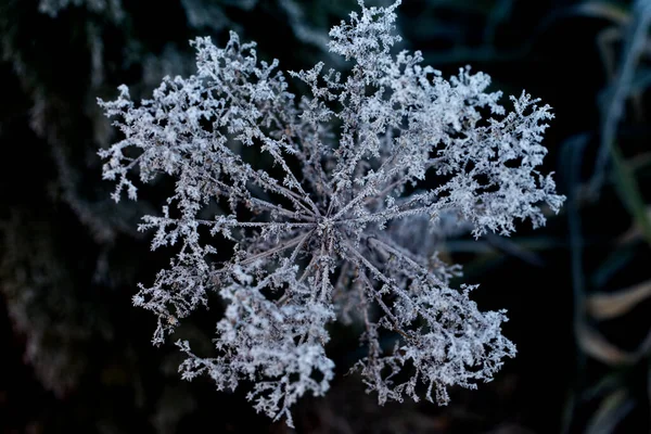 Frost on a branch, white frost crystals on a branch
