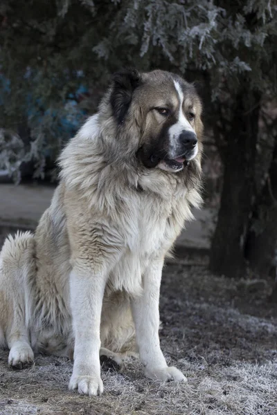 Дорослі Кавказькі Вівчарські Собаки Кавказька Вівчарка Взимку — стокове фото