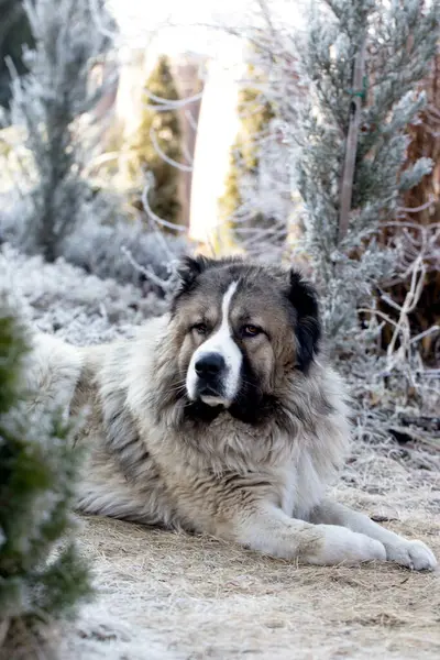 Adult Caucasian Shepherd dog. Caucasian sheepdog in winter time