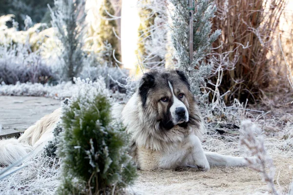 Adult Caucasian Shepherd dog. Caucasian sheepdog in winter time
