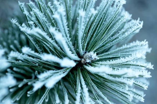 Frost Auf Einem Ast Weiße Frostkristalle Auf Einem Ast — Stockfoto
